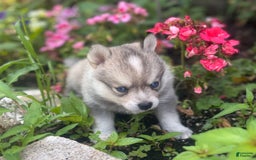 Pomsky dogs for sale: Duke - Image 1