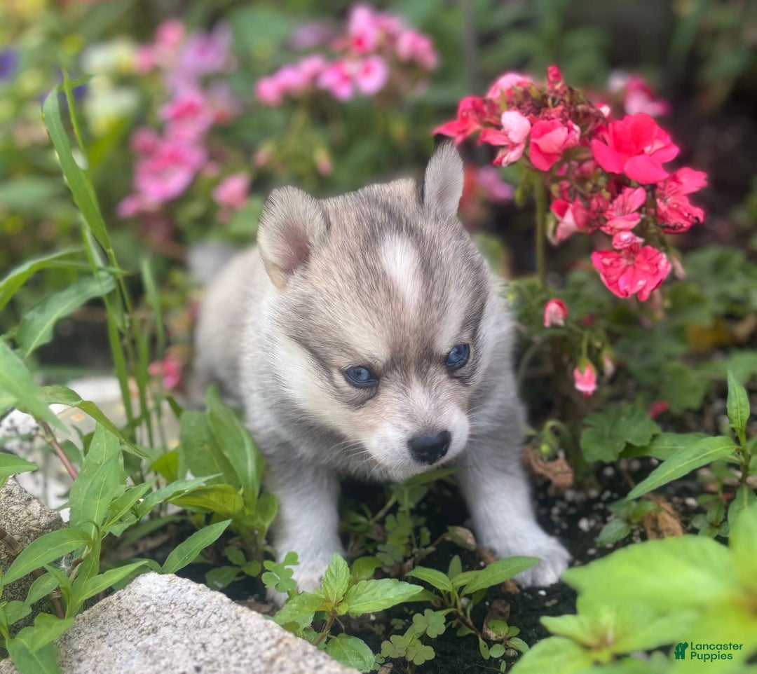 Pomsky dogs for sale: Duke - Image 1
