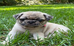 Pug dogs for sale: Pug 4 puppies - Image 2