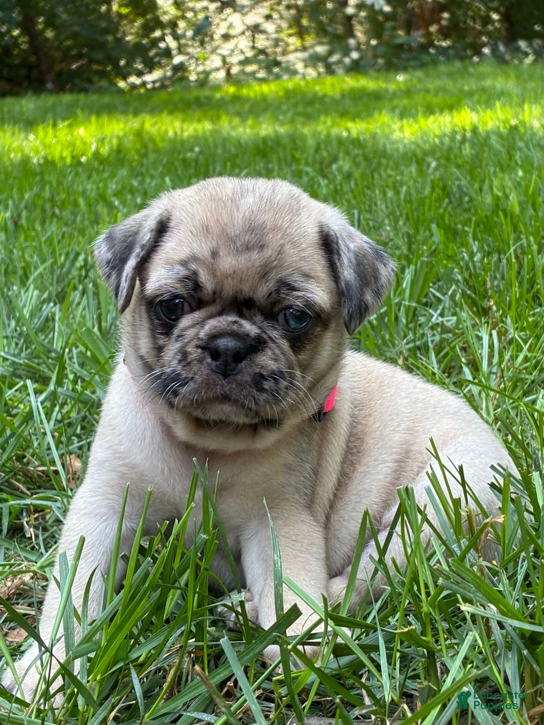 Pug dogs for sale: Pug 4 puppies - Image 2
