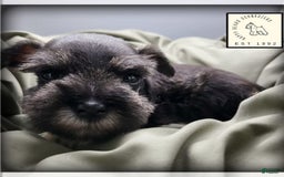 Miniature Schnauzer dogs for sale: Quill - Image 3