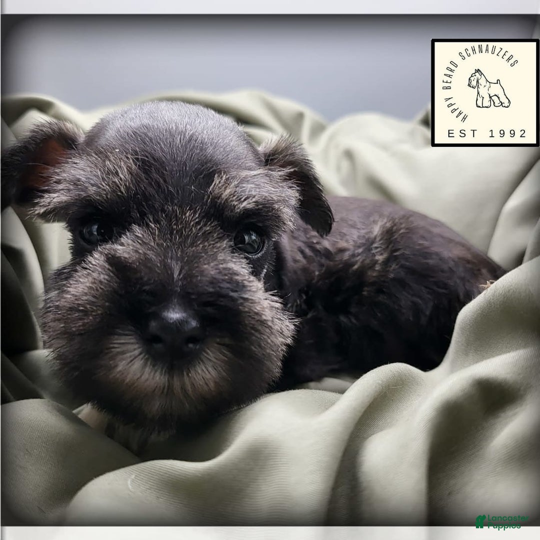 Miniature Schnauzer dogs for sale: Quill - Image 3