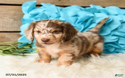 Miniature Dachshund dogs for sale: Twinkie - Image 5