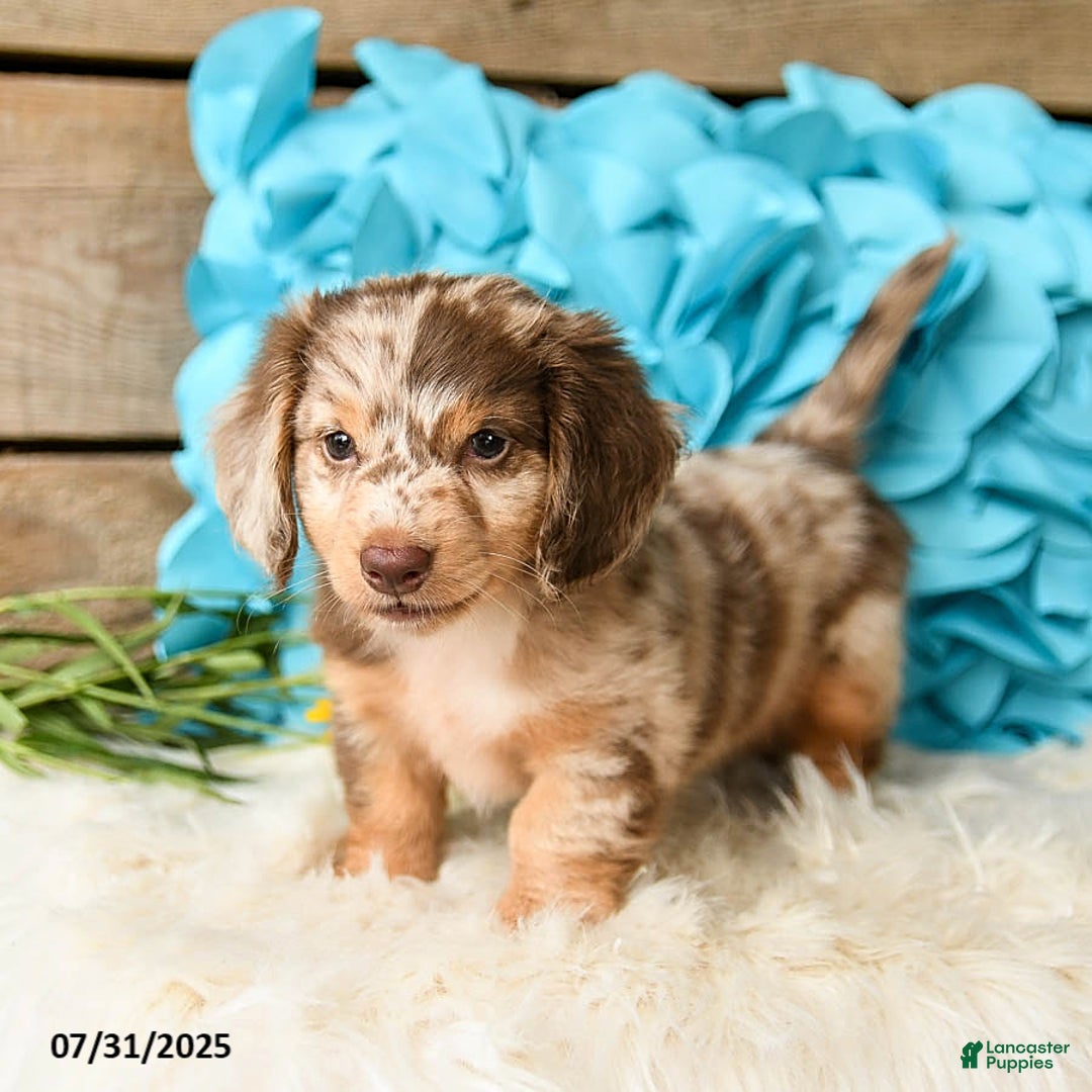 Miniature Dachshund dogs for sale: Twinkie - Image 5