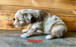 Australian Shepherd dogs for sale: Homer - Image 2