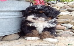 Mini Bernedoodle dogs for sale: Rambo - Image 33
