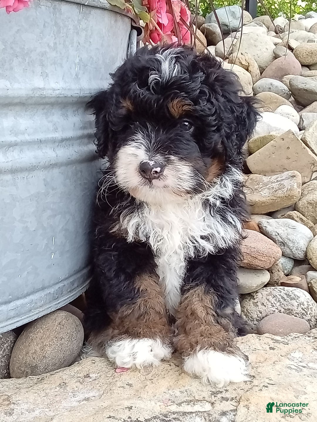Mini Bernedoodle dogs for sale: Rambo - Image 33