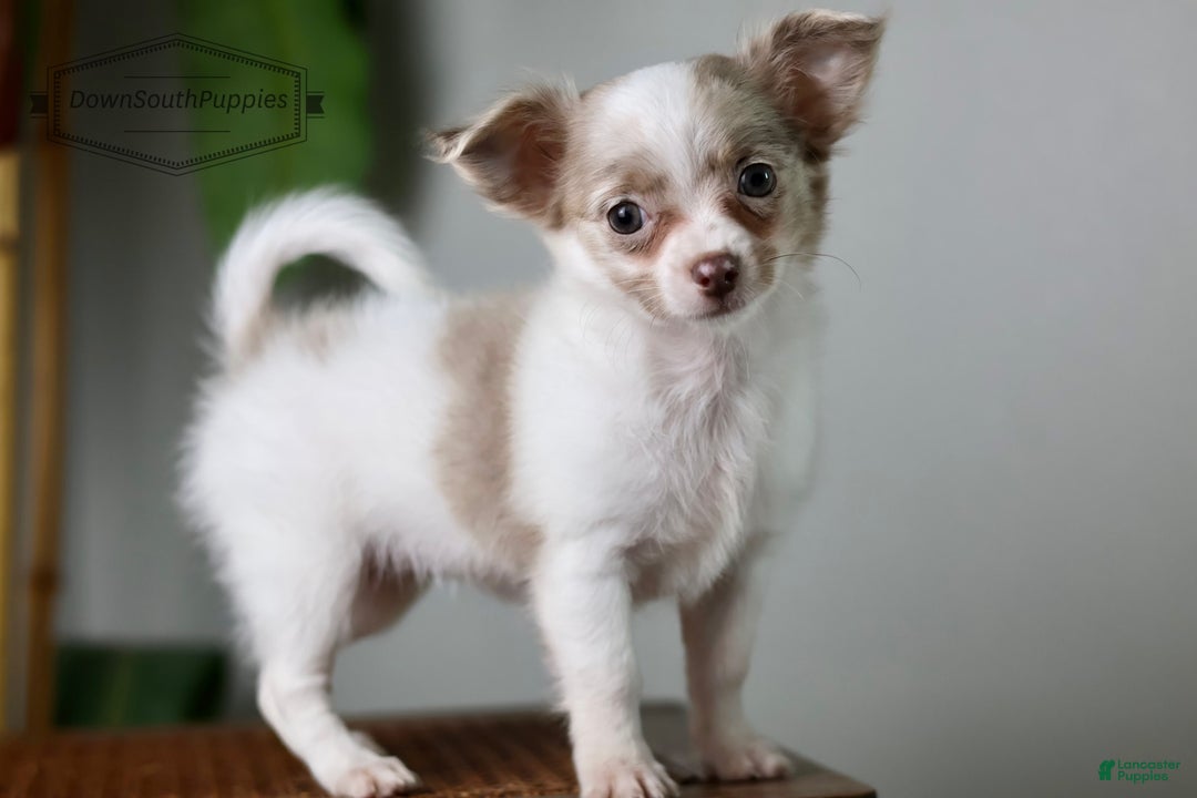 Chihuahua dogs for sale: Cyrus - Image 5