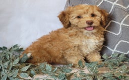 Cockapoo dogs for sale: Linclon - Image 2