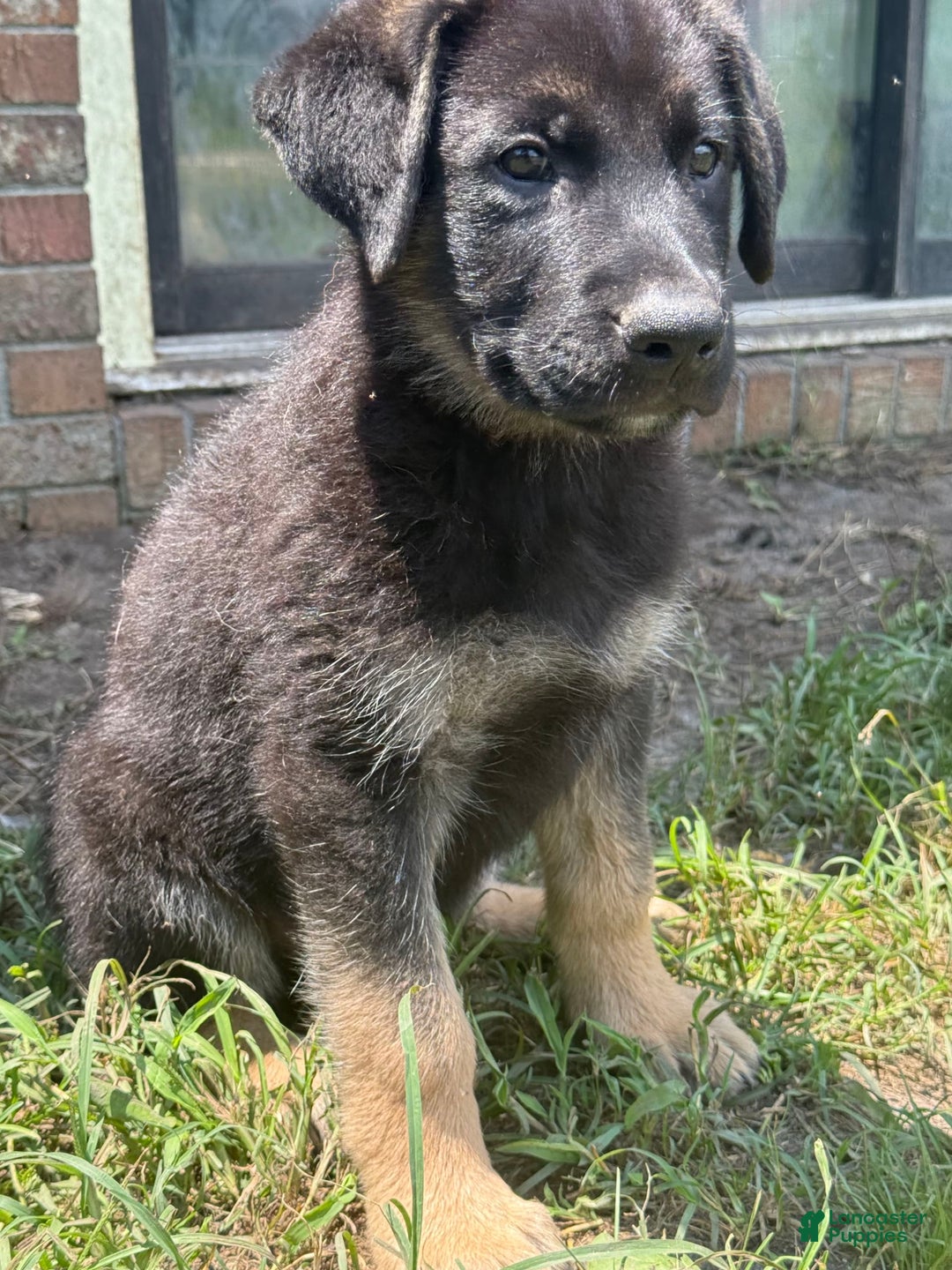 German Shepherd dogs for sale: Rowdy - Image 3