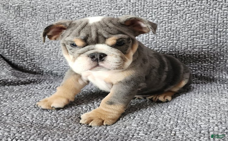 English Bulldog dogs for sale - Ad 3