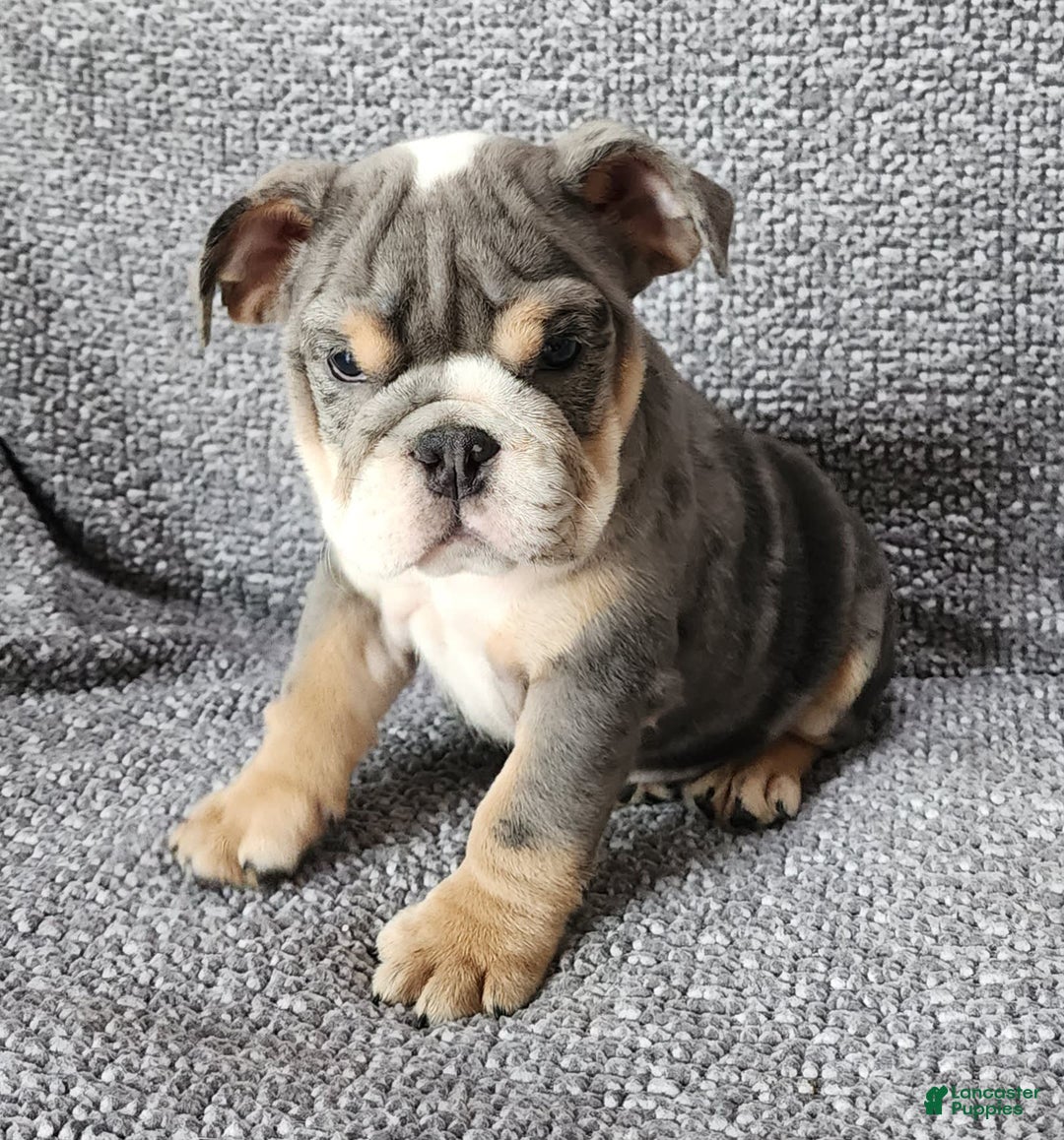 English Bulldog dogs for sale: Kelly - Image 1