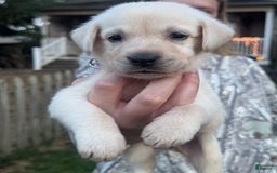 Labrador Retriever dogs for sale: Frost - Image 8