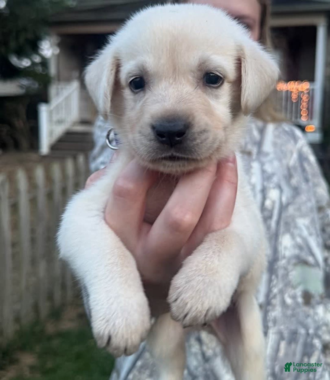 Labrador Retriever dogs for sale: Frost - Image 8
