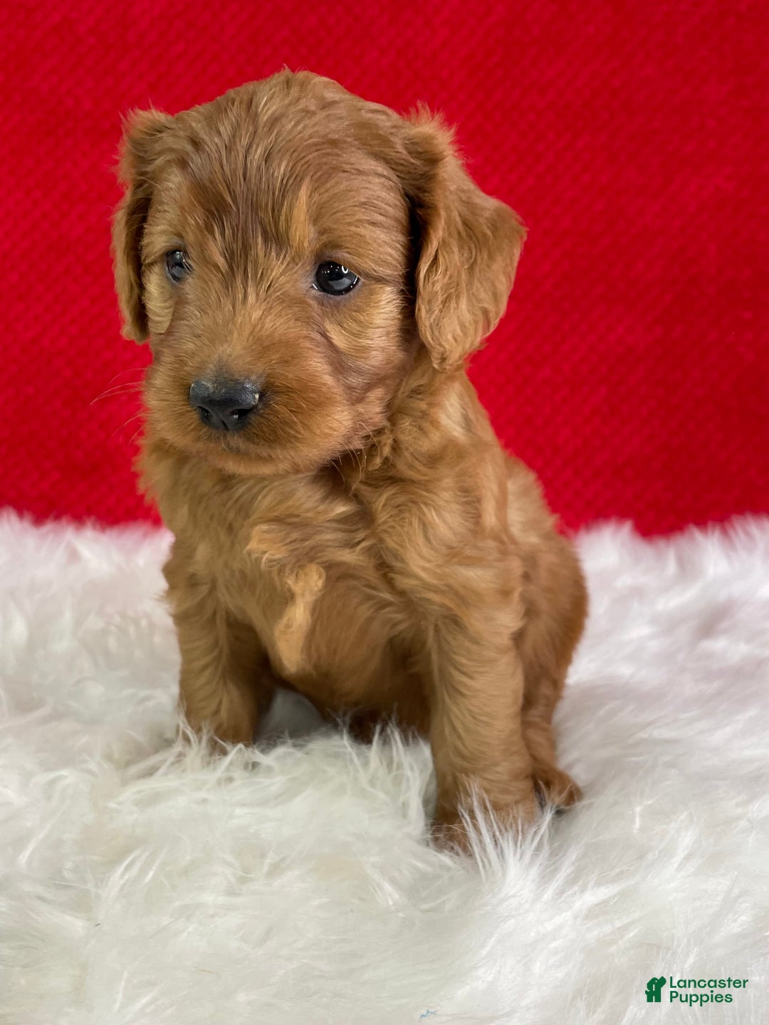 Mini Goldendoodle dogs for sale: Aurora - Image 4