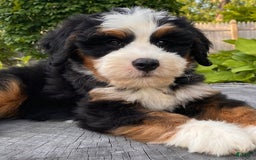 Mini Bernedoodle dogs for sale: 💚 Boston Ma 💚 Mini Bernedoodle - Image 16