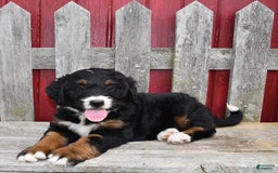 Bernedoodle dogs for sale: Candy - Image 9