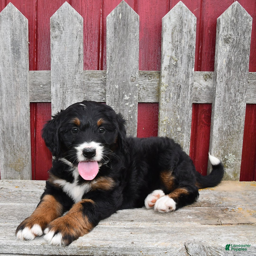 Bernedoodle dogs for sale: Candy - Image 9