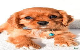 Cavalier King Charles Spaniel dogs for sale: Harrison - Image 2