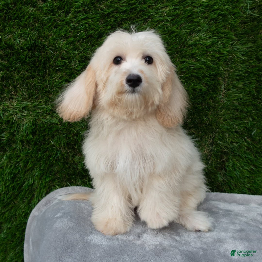 Maltipoo dogs for sale: Rebecca - Image 19