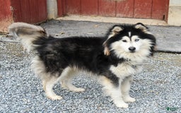 Border Collie dogs for sale: Poppy - Image 15
