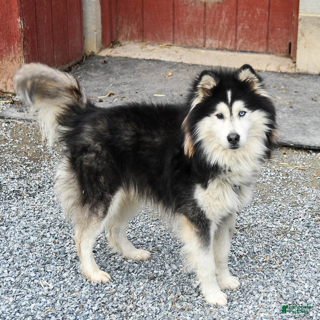 Border Collie dogs for sale: Poppy - Image 15