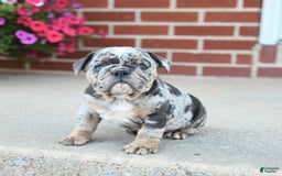 Olde English Bulldogge dogs for sale: Carlie - Image 3
