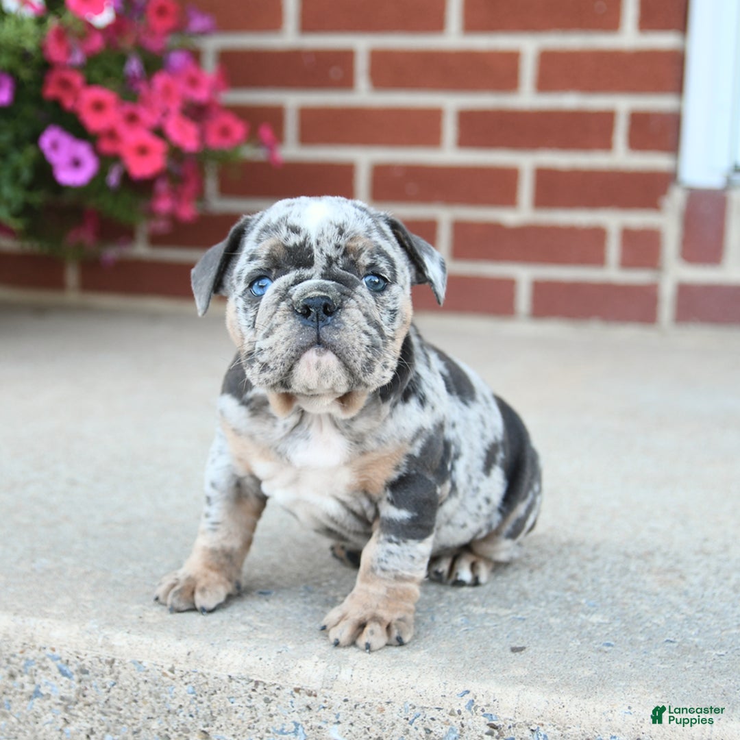 Olde English Bulldogge dogs for sale: Carlie - Image 3