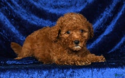 Mini Goldendoodle dogs for sale: Daisy - Image 5