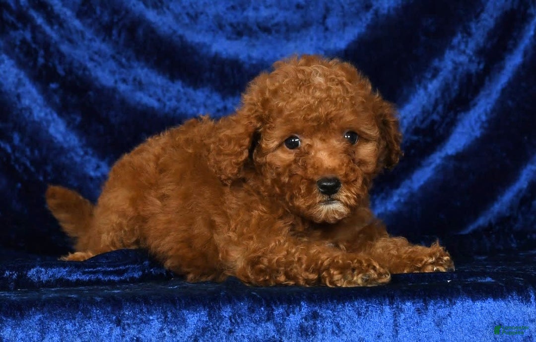 Mini Goldendoodle dogs for sale: Daisy - Image 5