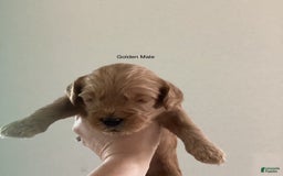 Mini Goldendoodle dogs for sale: Males Litter 2 - Image 23