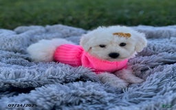 Bichon Frise dogs for sale: Miss Oakley - Image 1