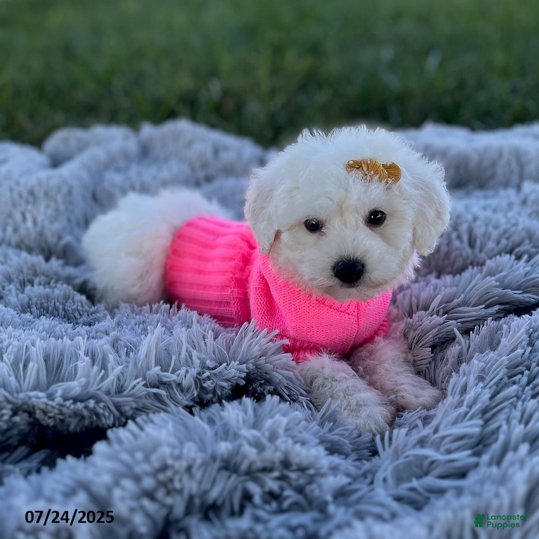 Bichon Frise dogs for sale: Miss Oakley - Image 1