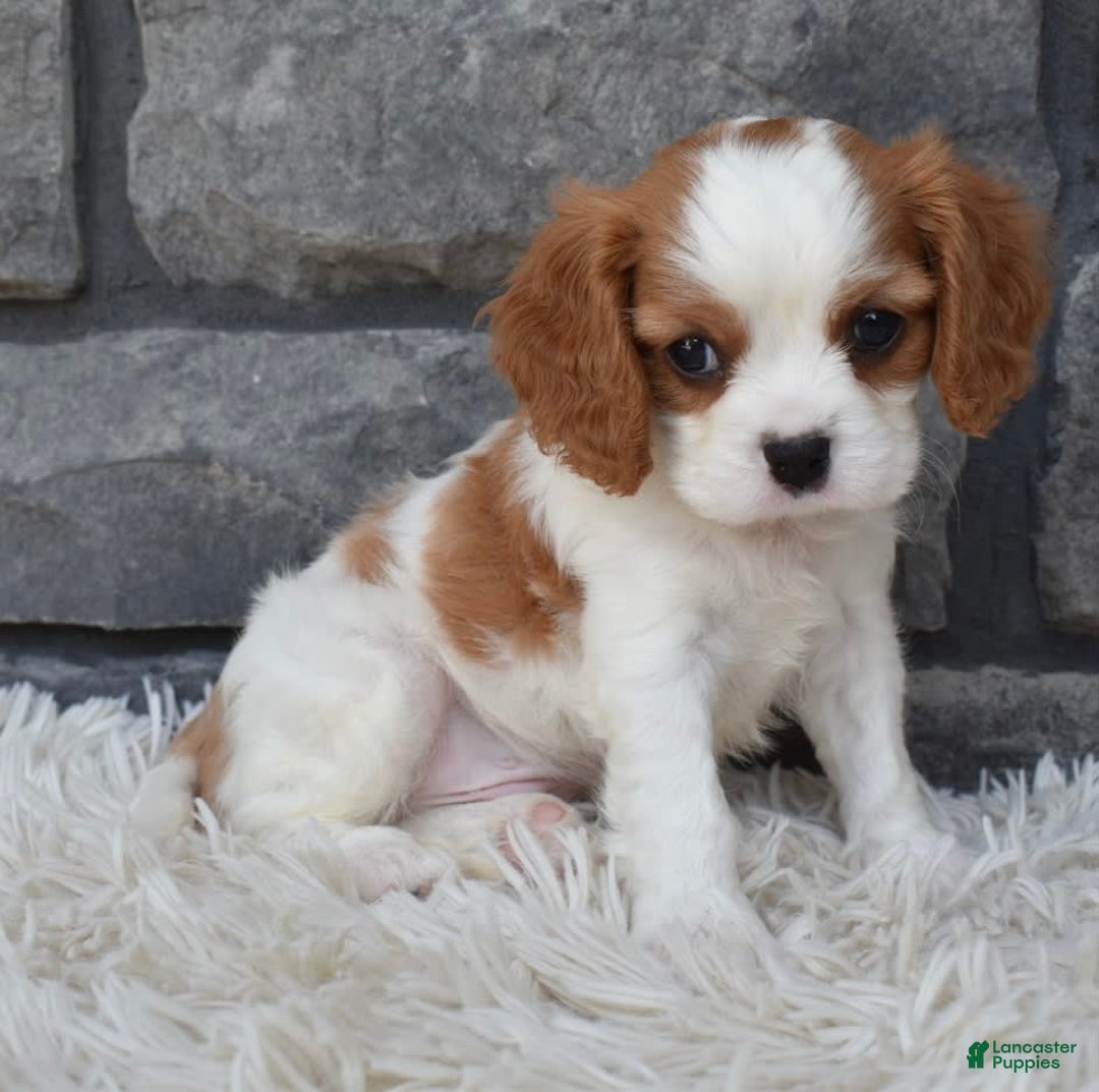 Cavalier King Charles Spaniel dogs for sale: Buddy - Image 1