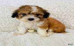 Mini Bernedoodle dogs for sale: Snickerdoodle - Image 2