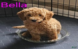 Mini Goldendoodle dogs for sale: Bella - Image 5
