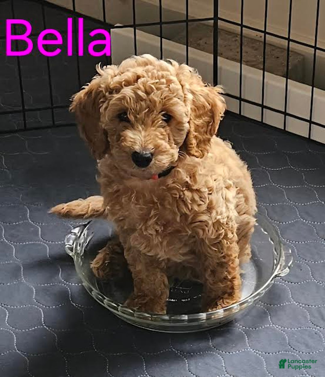Mini Goldendoodle dogs for sale: Bella - Image 5