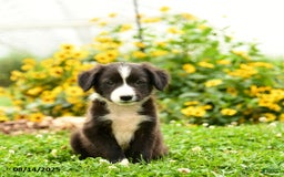 Border Collie dogs for sale: Shirley - Image 2