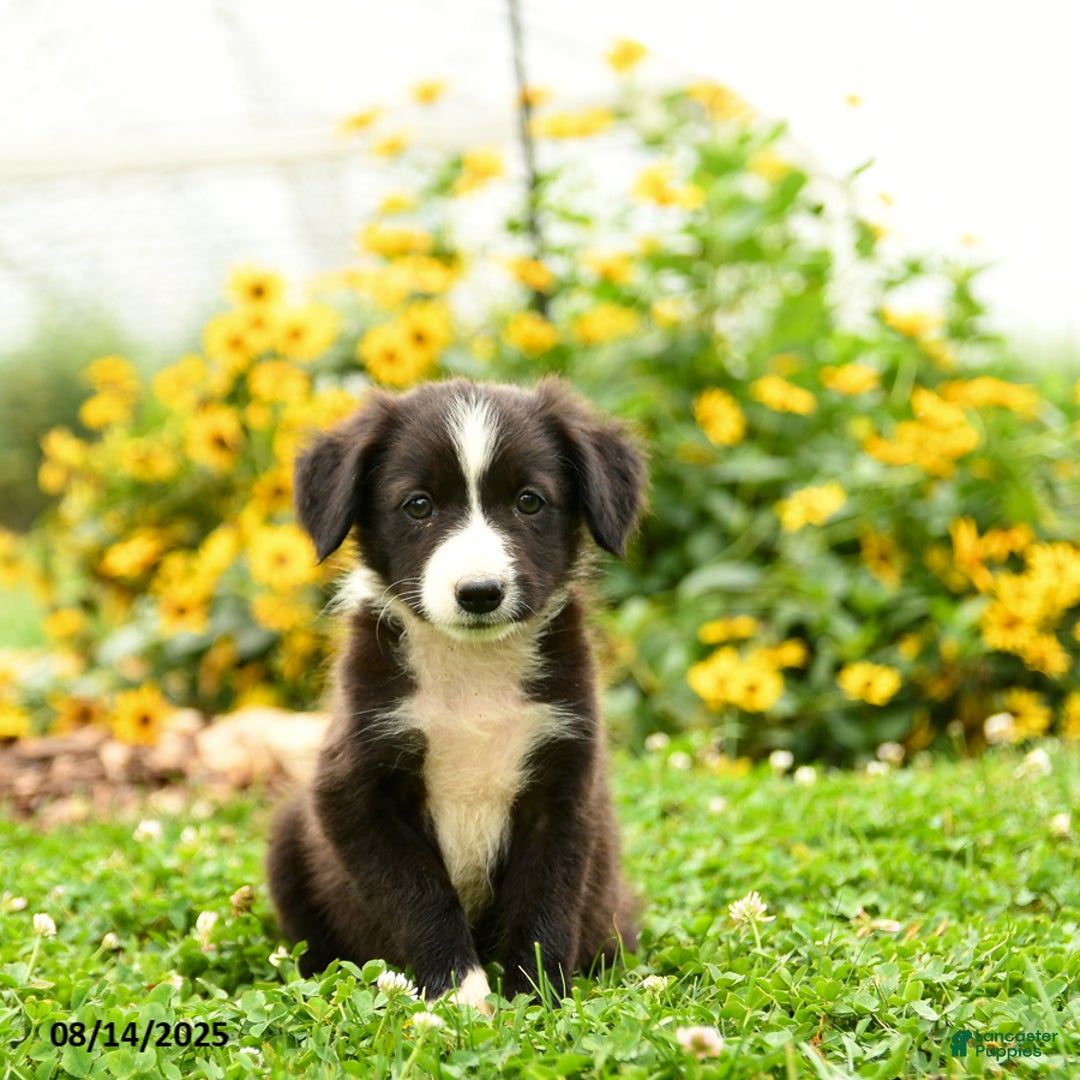 Border Collie dogs for sale: Shirley - Image 2