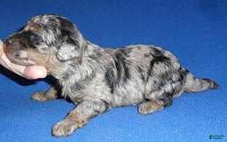 Yorkiepoo dogs for sale: Patches - Image 9