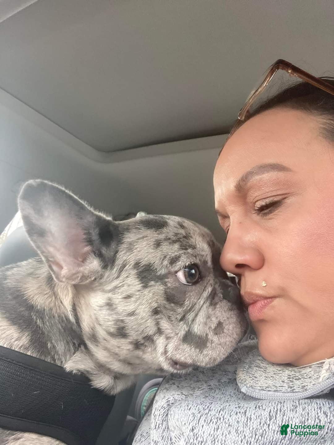 French Bulldog dogs for sale: Anni - Image 5