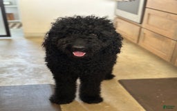 Goldendoodle dogs for sale: Black Female - Image 3