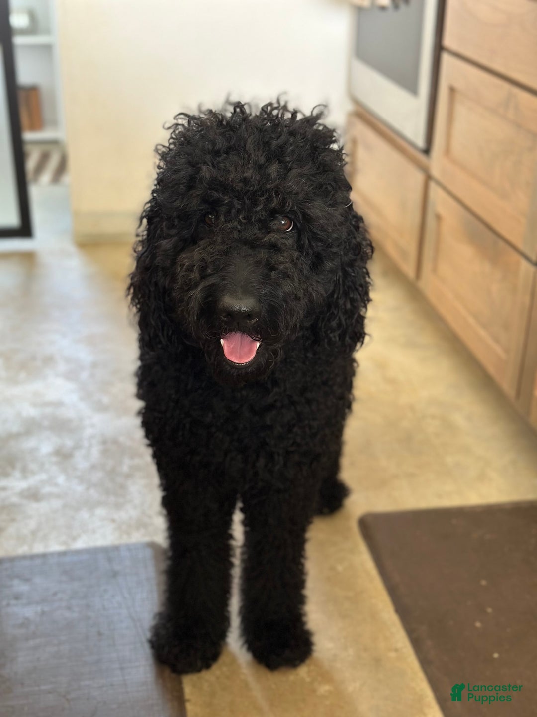 Goldendoodle dogs for sale: Black Female - Image 3