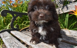 Havapoo dogs for sale: Annie - Image 3