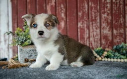 Welsh Corgi Pembroke dogs for sale: Nate - Image 2