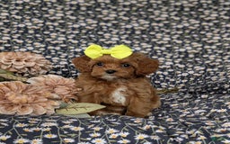 Cockapoo dogs for sale: Cassandra Hypoallergenic - Image 6