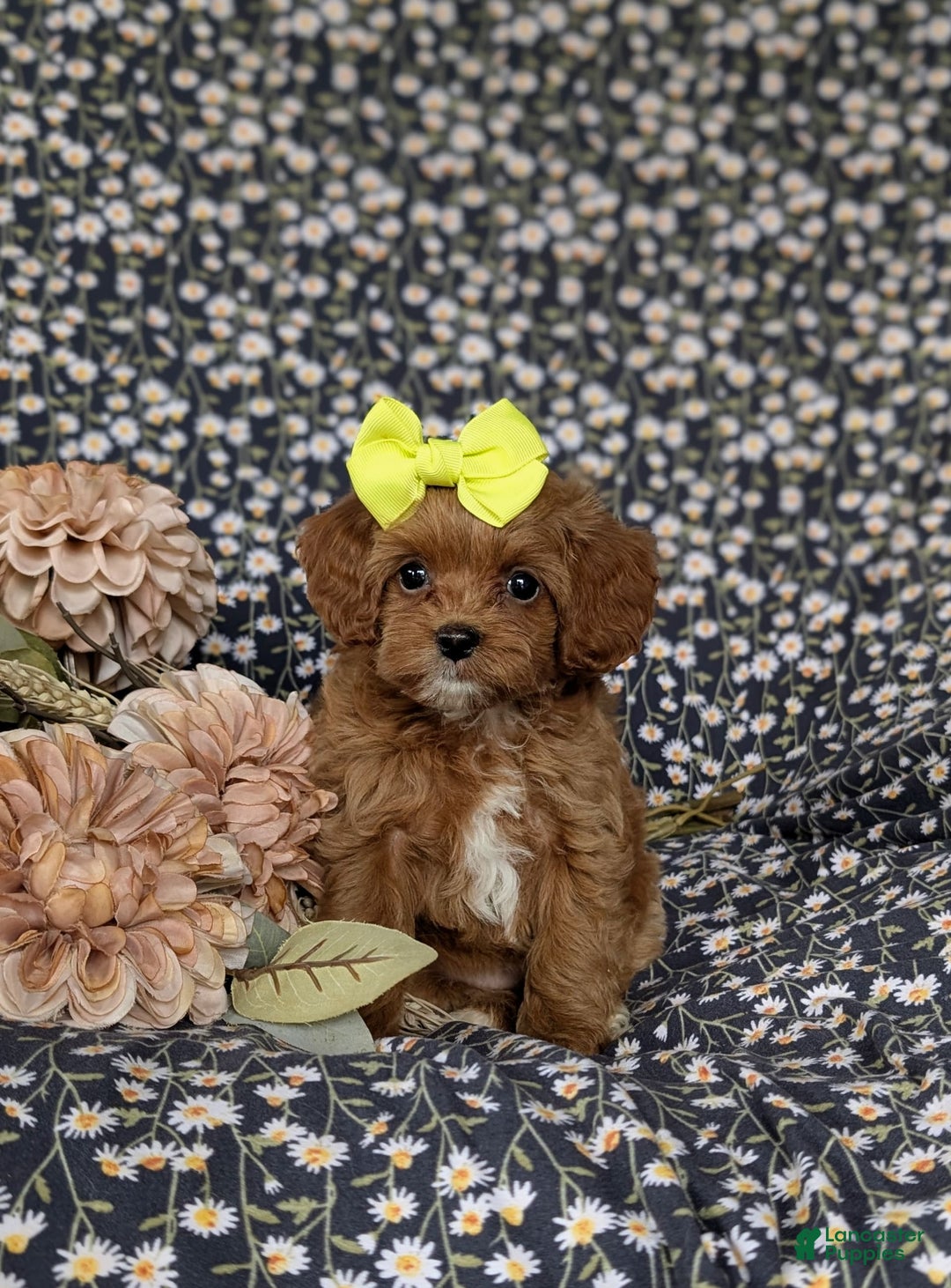 Cockapoo dogs for sale: Cassandra Hypoallergenic - Image 6
