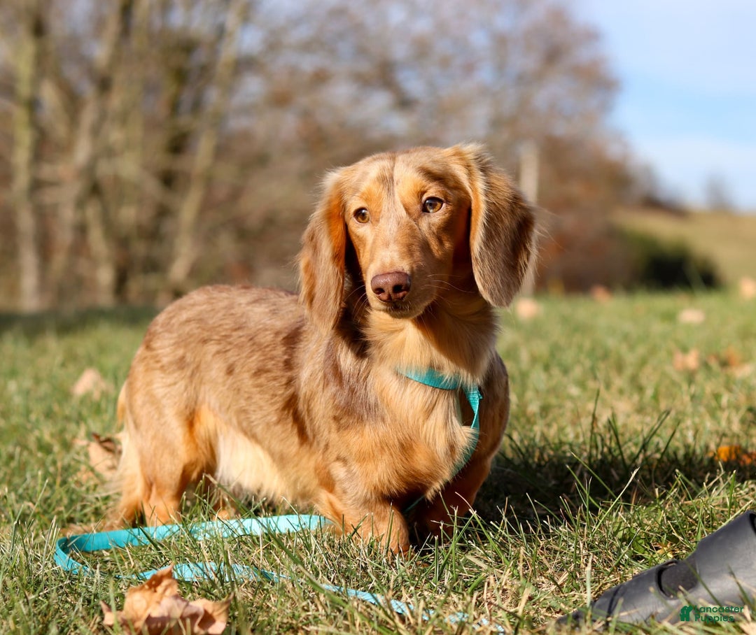 Miniature Dachshund dogs for sale: Olaf - Image 10