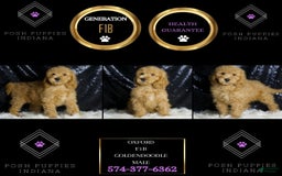 Mini Goldendoodle dogs for sale: Oxford - Image 5