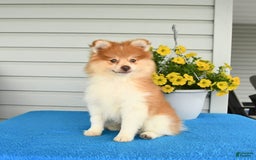 Pomeranian dogs for sale: Hearty - Image 7